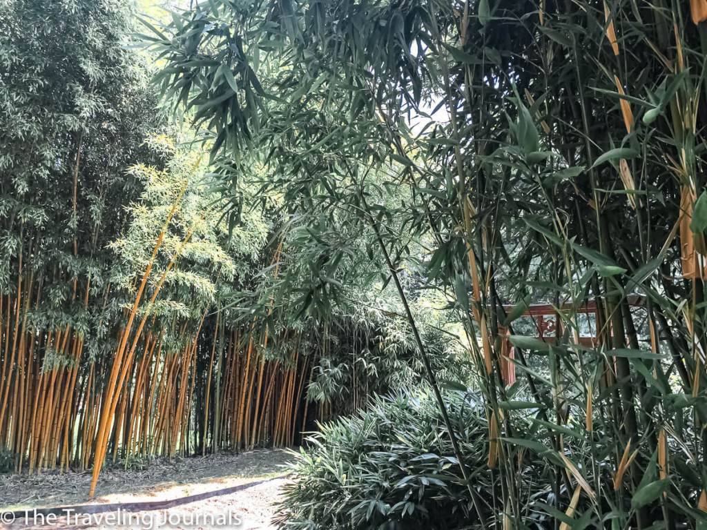 The Bamboo Garden at Villa Carlotta Jardín de Bambú en Villa Carlotta