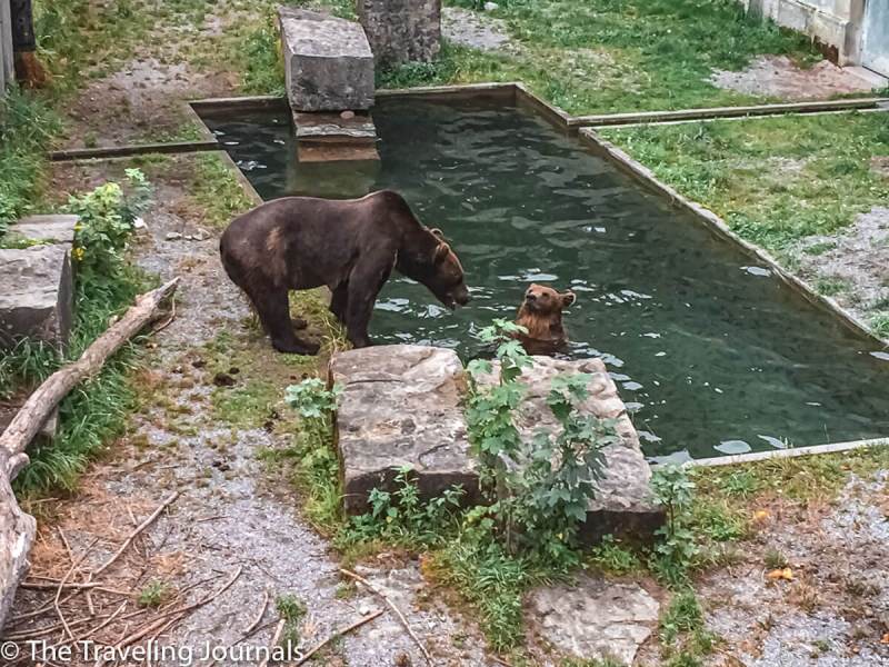 Bern bear Park- switzerland- Berna- Osos- parque osos- bears Bern